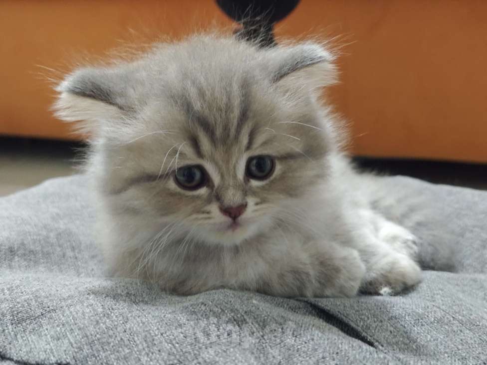 Кошки в Краснодаре: Британцы длинношерстные Разнополые, 11 111 руб. - фото 3