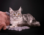 Кошки в Санкт-Петербурге: Котёнок мейн-кун Девочка, 45 000 руб. - фото 2