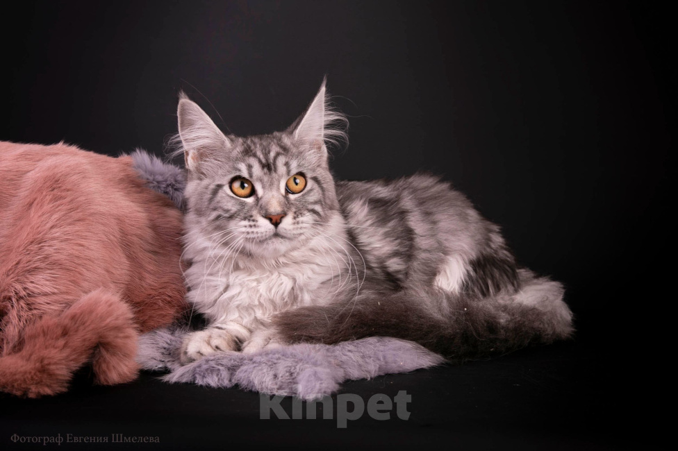 Кошки в Санкт-Петербурге: Котёнок мейн-кун Девочка, 45 000 руб. - фото 2