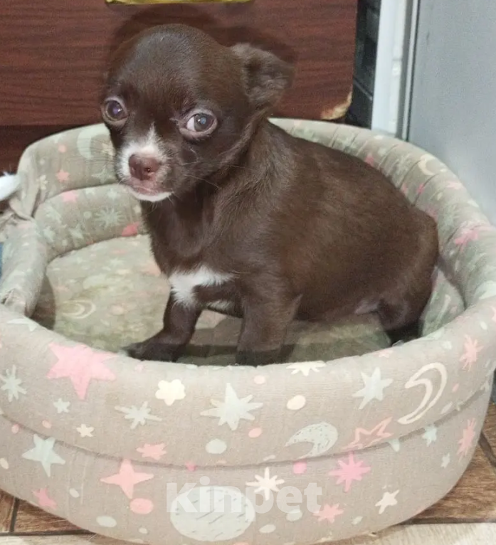 Собаки в Королеве: Щенкок Чихуа-хуа Мальчик, 15 000 руб. - фото 4