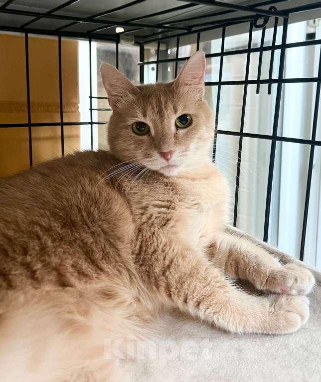 Кошки в Москве: Кошка Злата – удивительно умная золотая девочка в добрые руки Девочка, Бесплатно - фото 3