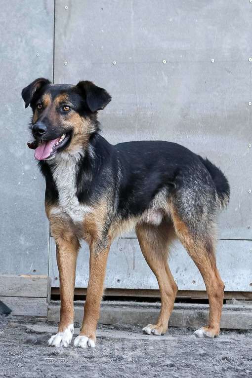 Собаки в Санкт-Петербурге: Отдам собаку бесплатно. Мальчик, Бесплатно - фото 3