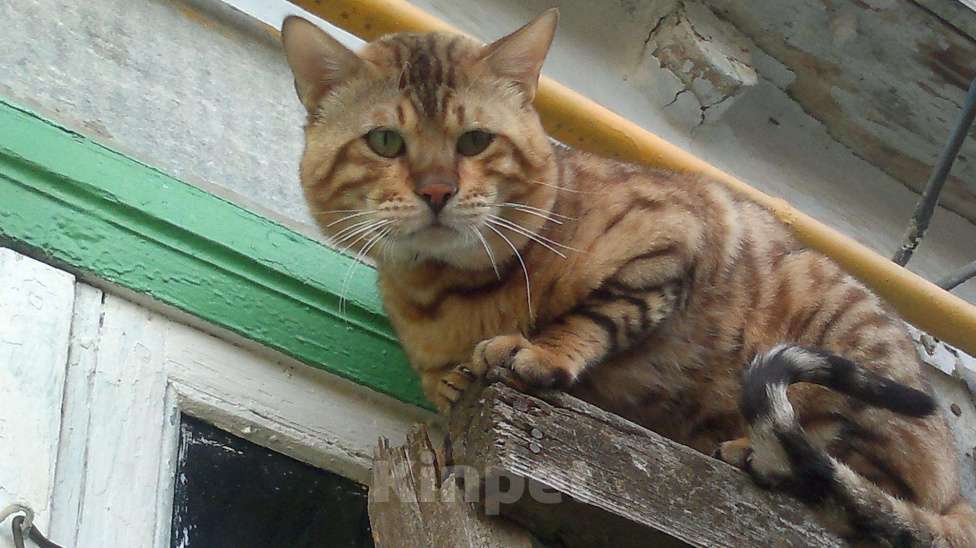 Кошки в Семенове: котик н6а вязку, 3 000 руб. - фото 1