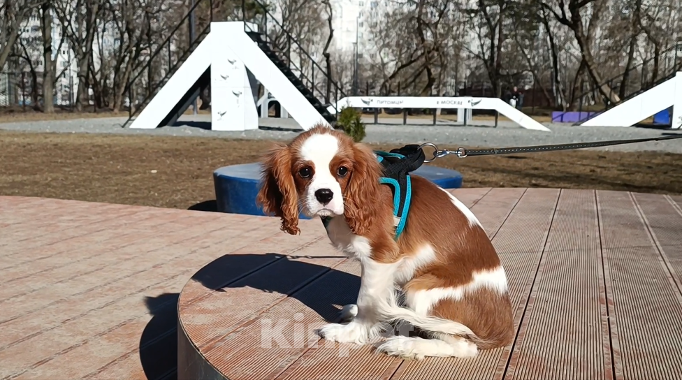 Собаки в Москве: Девочка Кавалер Кинг Чарльз спаниель Девочка, 100 000 руб. - фото 3