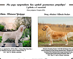 Собаки в Рязани: Золотистый ретривер Мальчик, 70 000 руб. - фото 6