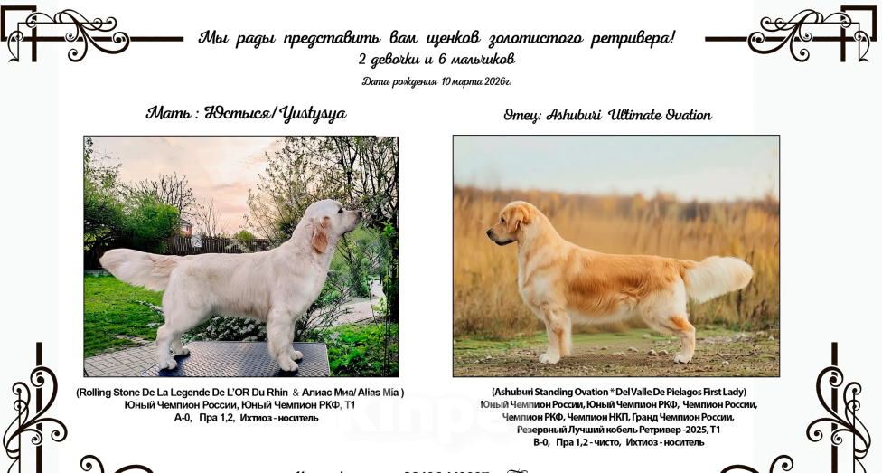 Собаки в Рязани: Золотистый ретривер Мальчик, 70 000 руб. - фото 6