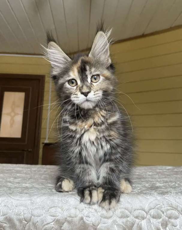 Кошки в других городах Московской области: Мейн-кун девчушка ласкушка💕 Девочка, 50 000 руб. - фото 3