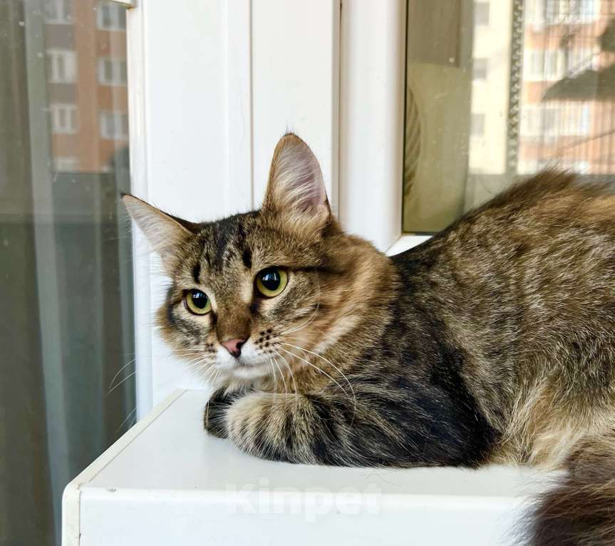 Кошки в Москве: Котик Крендель - пушистик в добрые руки Мальчик, Бесплатно - фото 9