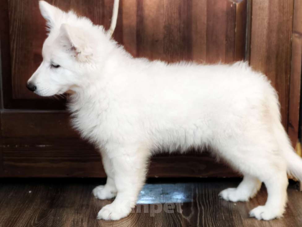 Собаки в Иркутске: Перспективная девочка БШО  Девочка, 100 000 руб. - фото 4