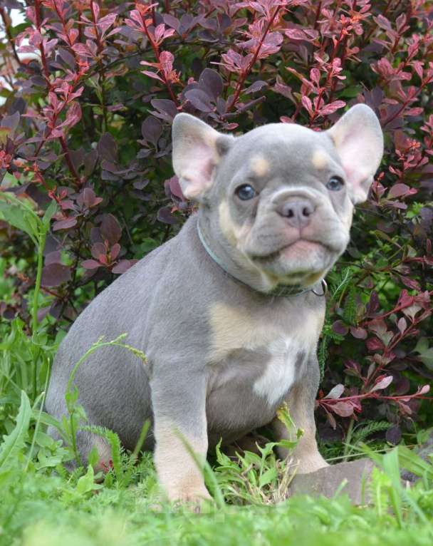 Собаки в Ореховом-Зуево: Французкий бульдог лиловый  Мальчик, 80 000 руб. - фото 2