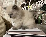 Кошки в Краснодаре: Котик Невский маскарадный Мальчик, Бесплатно - фото 3