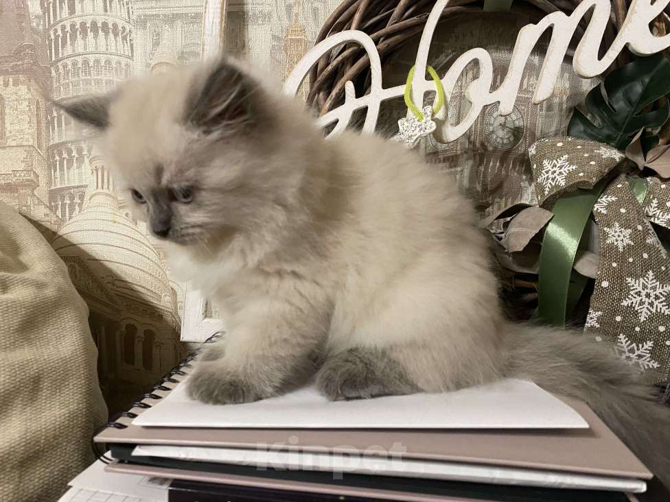 Кошки в Краснодаре: Котик Невский маскарадный Мальчик, Бесплатно - фото 3