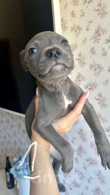 Собаки в других городах Ленинградской области: Щеночки питбуля  Девочка, 30 000 руб. - фото 3