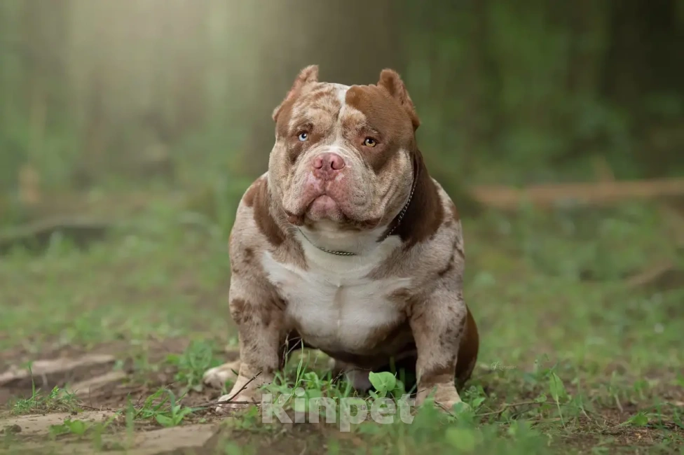 Собаки в Москве: 🖤 Классика в триколоре | Девочка американского булли Микро | VEYRON Девочка, 150 000 руб. - фото 5