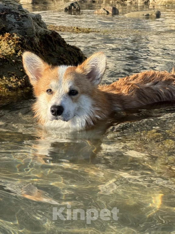 Собаки в Краснодаре: Щенок Вельш-Корги пемброк Мальчик, 45 000 руб. - фото 7