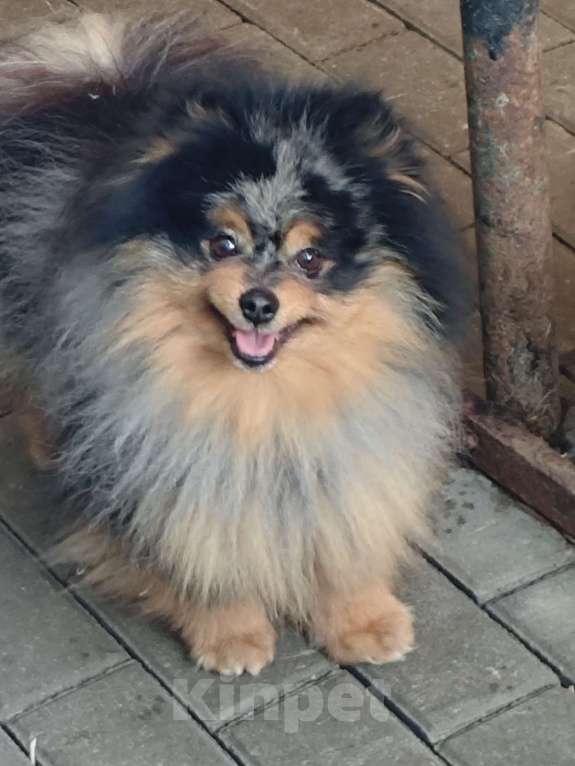 Собаки в Раменском: Мальчик Федя Мальчик, 25 000 руб. - фото 1