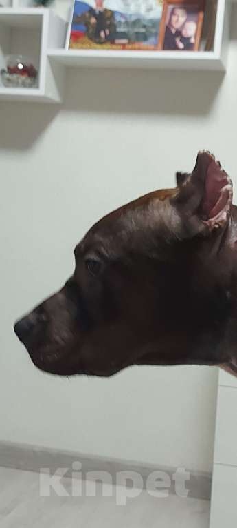 Собаки в Ульяновске: Красавца в добрые руки. Мальчик, Бесплатно - фото 2