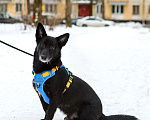 Собаки в Санкт-Петербурге: Собака Хьюстон ищет дом Мальчик, Бесплатно - фото 3