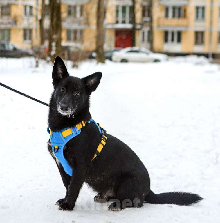 Собаки в Санкт-Петербурге: Собака Хьюстон ищет дом Мальчик, Бесплатно - фото 3