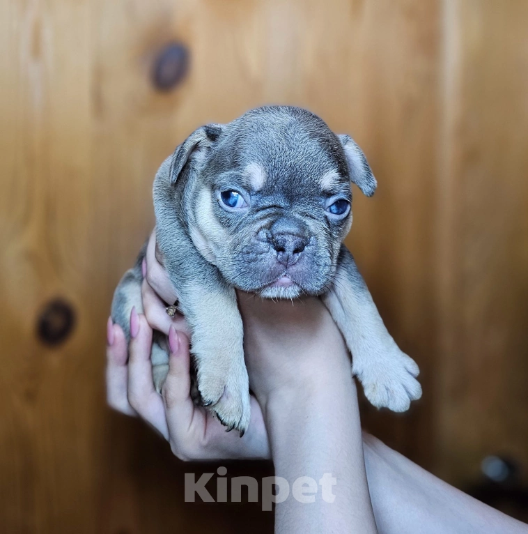 Собаки в других городах Коми: Лиловый подпал девочка Девочка, 70 000 руб. - фото 2