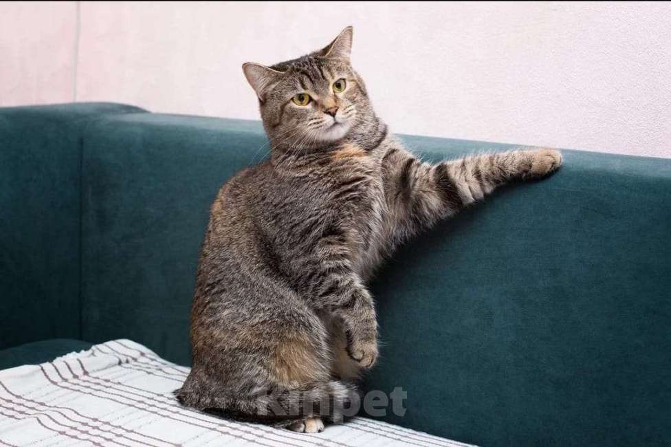 Кошки в Москве: Британская кошка Фенечка в самые добрые руки Девочка, 1 руб. - фото 3