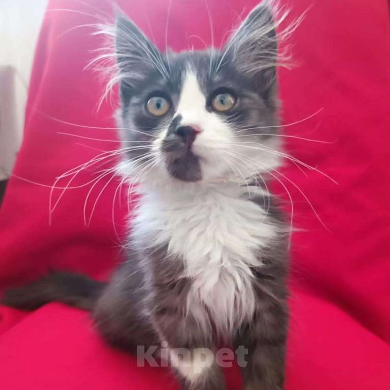 Кошки в Москве: Малыш срочно ищет дом Мальчик, Бесплатно - фото 4