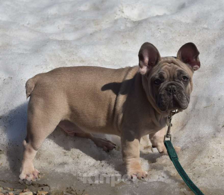 Собаки в Москве: Мальчик палевоголубой Мальчик, 35 000 руб. - фото 2