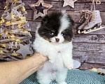 Собаки в Чехове: щенки померанцы триколор РКФ Мальчик, 70 000 руб. - фото 4