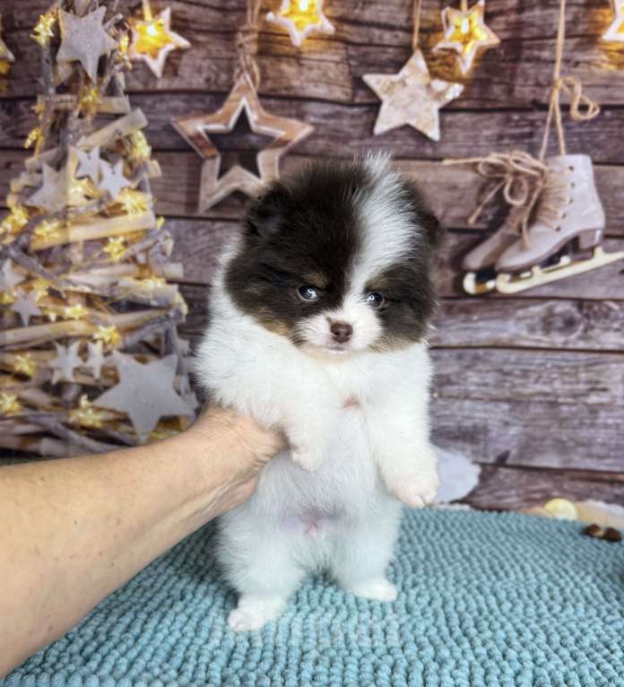 Собаки в Чехове: щенки померанцы триколор РКФ Мальчик, 70 000 руб. - фото 4