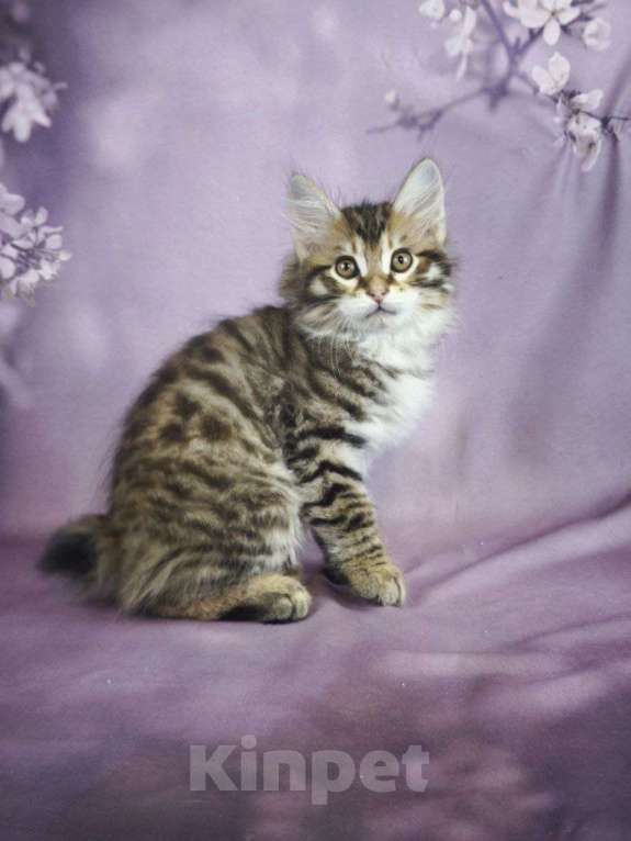 Кошки в Егорьевске: Котята курильского бобтейла Мальчик, Бесплатно - фото 6