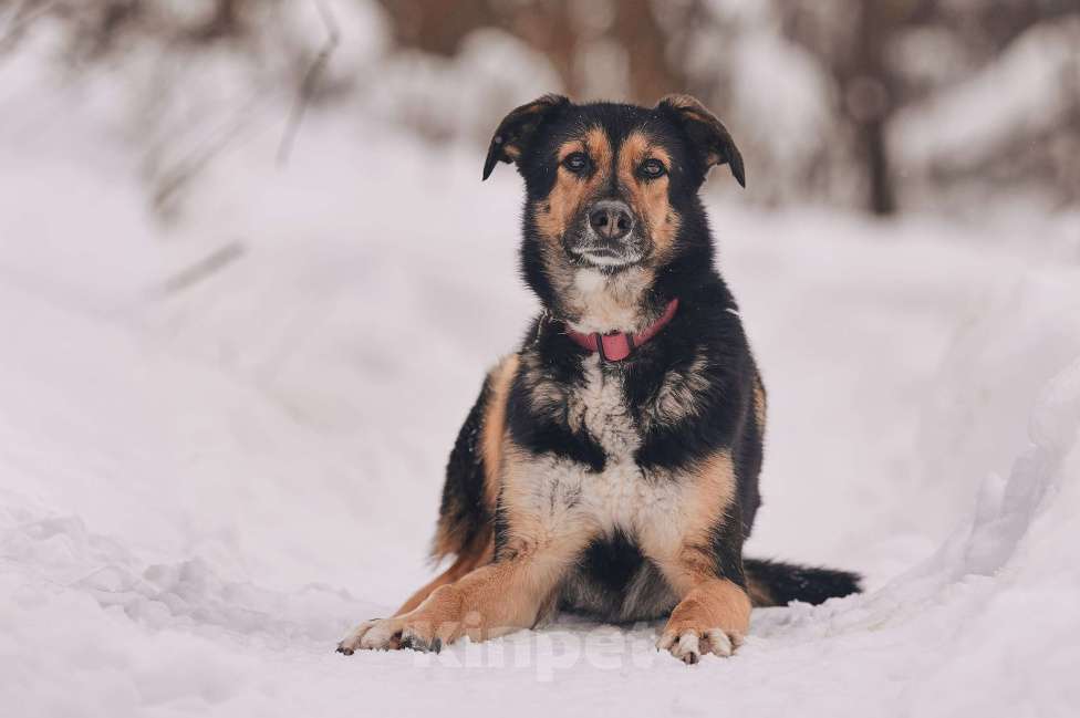 Собаки в Москве: Трогательная милашка Шаби в поиске любящих родителей! Девочка, Бесплатно - фото 7