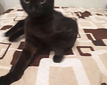 Кошки в Волгограде: Шотландка кошечк-котенок 5 месяце веслоухая. Красавица темно коричневая шоколадка Девочка, Бесплатно - фото 1