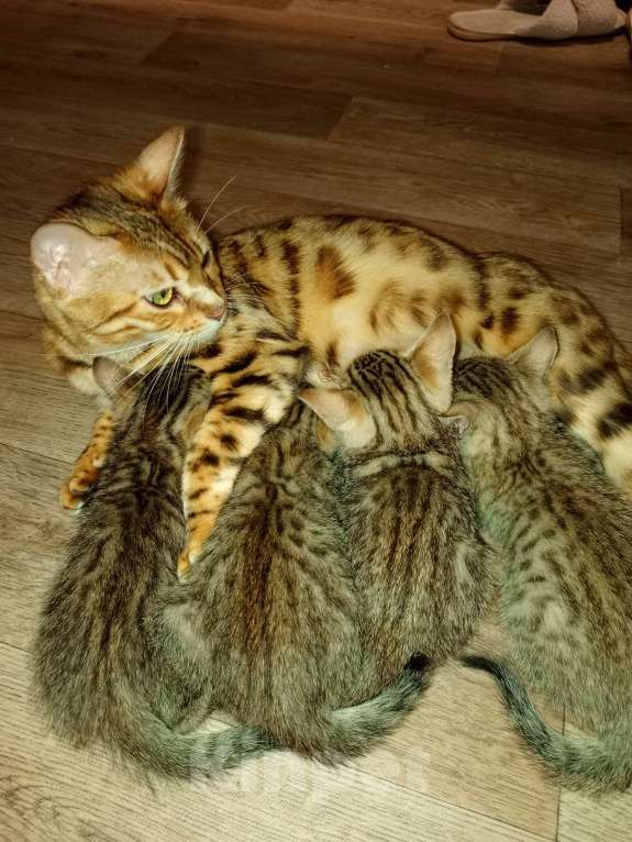 Кошки в Касимове: Бенгальские котята Мальчик, 3 000 руб. - фото 3