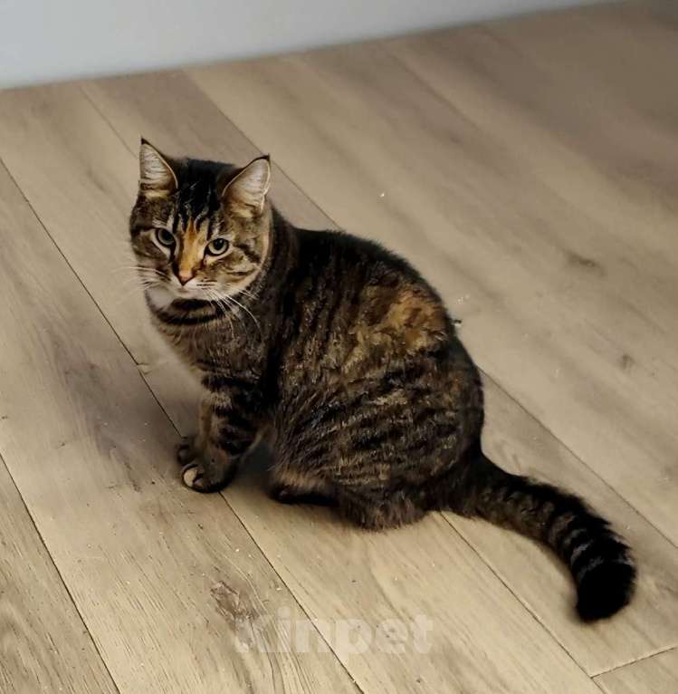 Кошки в Санкт-Петербурге: Красавица Маруся в добрые руки. Девочка, Бесплатно - фото 2