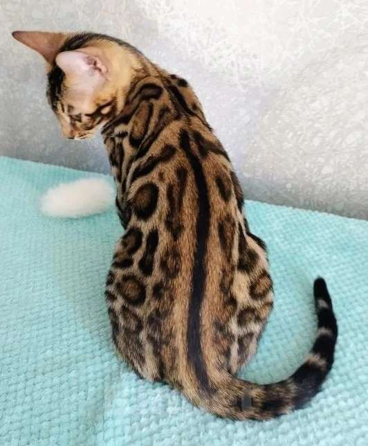 Кошки в Волгограде: Бенгальские котята Девочка, 20 000 руб. - фото 2