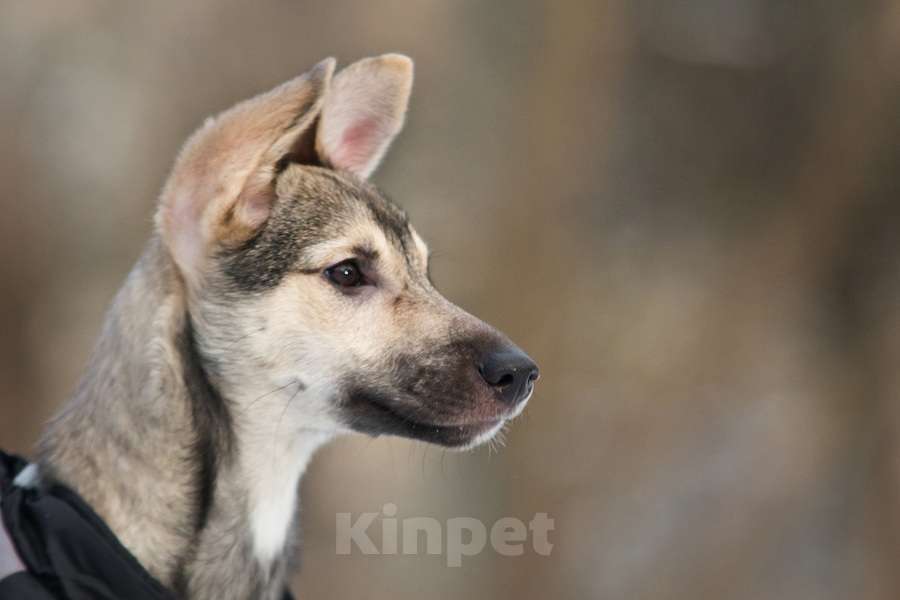 Собаки в Москве: Ищете верного друга и компаньона для всей семьи? Девочка, Бесплатно - фото 2