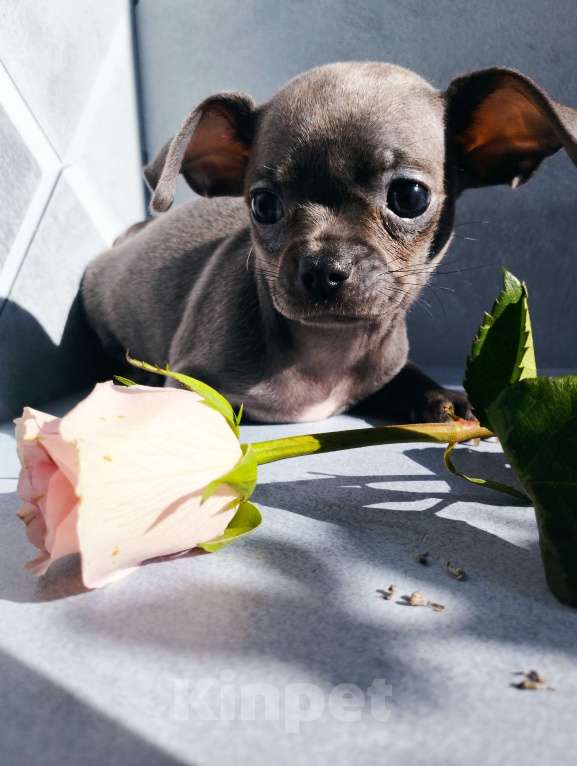 Собаки в Москве: Голубая девочка щенок чихуахуа Девочка, 40 000 руб. - фото 2