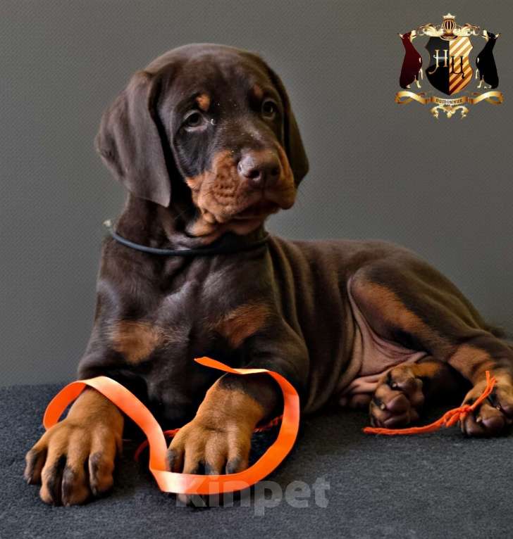 Собаки в Москве: Лаго Мальчик, Бесплатно - фото 1