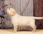 Собаки в Сертолово: Щенки лабрадора из питомника  Мальчик, Бесплатно - фото 10