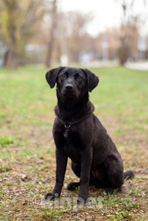 Собаки в Москве: Мини-лабрадор Акулина Девочка, Бесплатно - фото 1