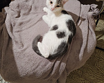 Кошки в Кемерово: Котята Разнополые, Бесплатно - фото 4