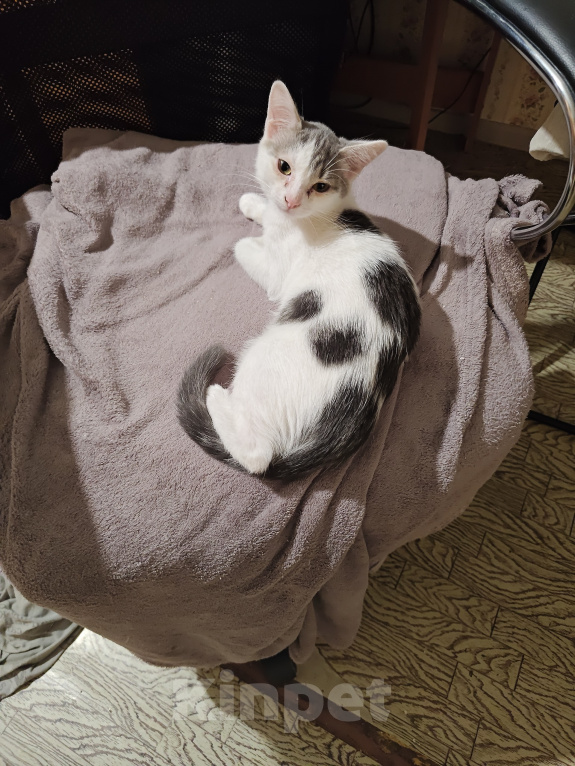 Кошки в Кемерово: Котята Разнополые, Бесплатно - фото 4