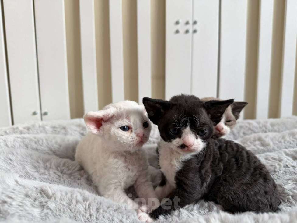 Кошки в Новосибирске: Девон рекс, мальчик Мальчик, 120 000 руб. - фото 1