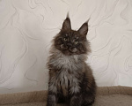 Кошки в Воронеже: Котёнок мейн-кун Мальчик, 45 000 руб. - фото 1