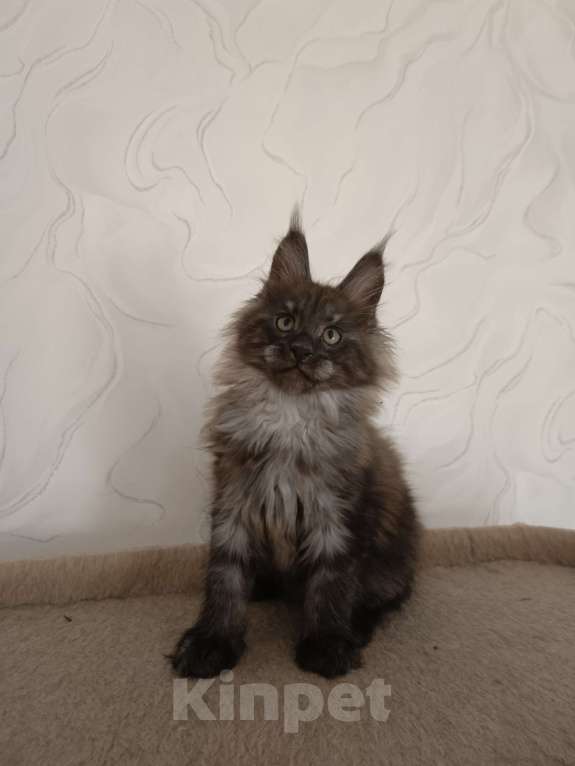 Кошки в Воронеже: Котёнок мейн-кун Мальчик, 45 000 руб. - фото 1