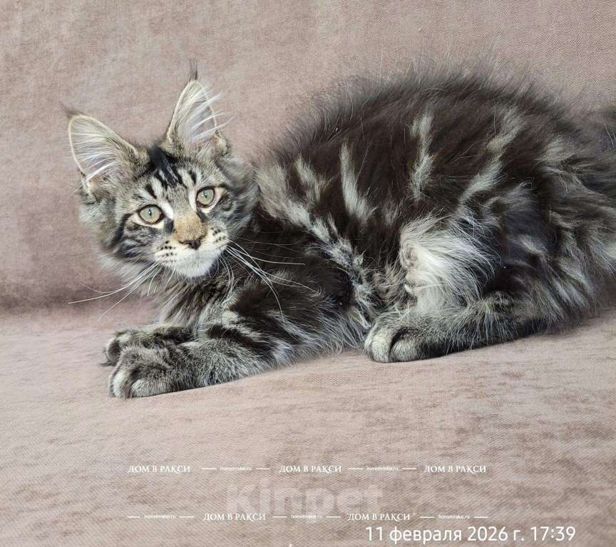 Кошки в Всеволожске: Мейн-кун Arlo-З Raksi Line Мальчик, Бесплатно - фото 2