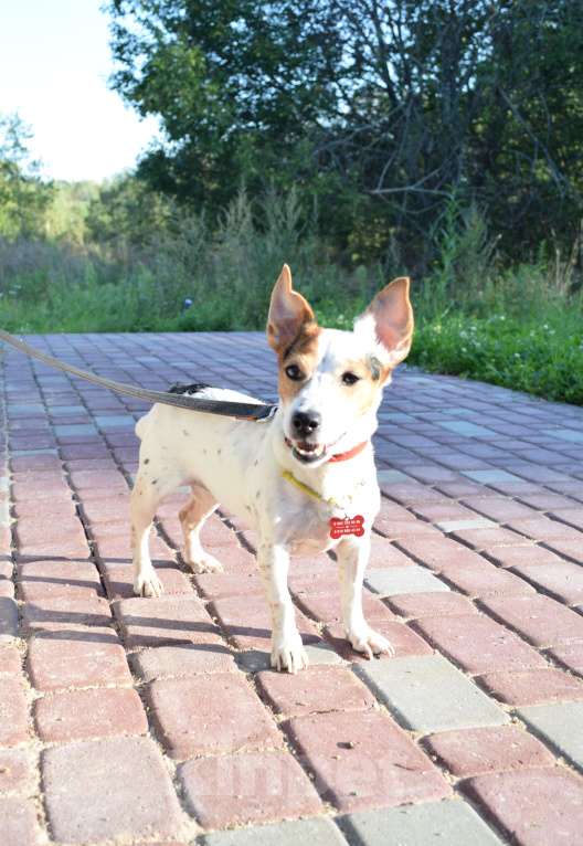 Собаки в Москве: Джек рассел в добрые руки! Девочка, Бесплатно - фото 5