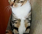 Кошки в Щербинке: Кошечка Тася скромняжка домоседка ищет дом. Девочка, Бесплатно - фото 2