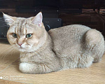 Кошки в Москве: Британский кот вязка Мальчик, 1 руб. - фото 2