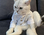 Кошки в Нытве: Кот на Вязку ищут себе невесту на своём территорию, 1 000 руб. - фото 8